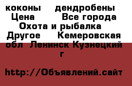 коконы    дендробены › Цена ­ 25 - Все города Охота и рыбалка » Другое   . Кемеровская обл.,Ленинск-Кузнецкий г.